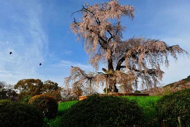 Old cherry tree Kyoto