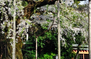 Maruyama Park with Sakura